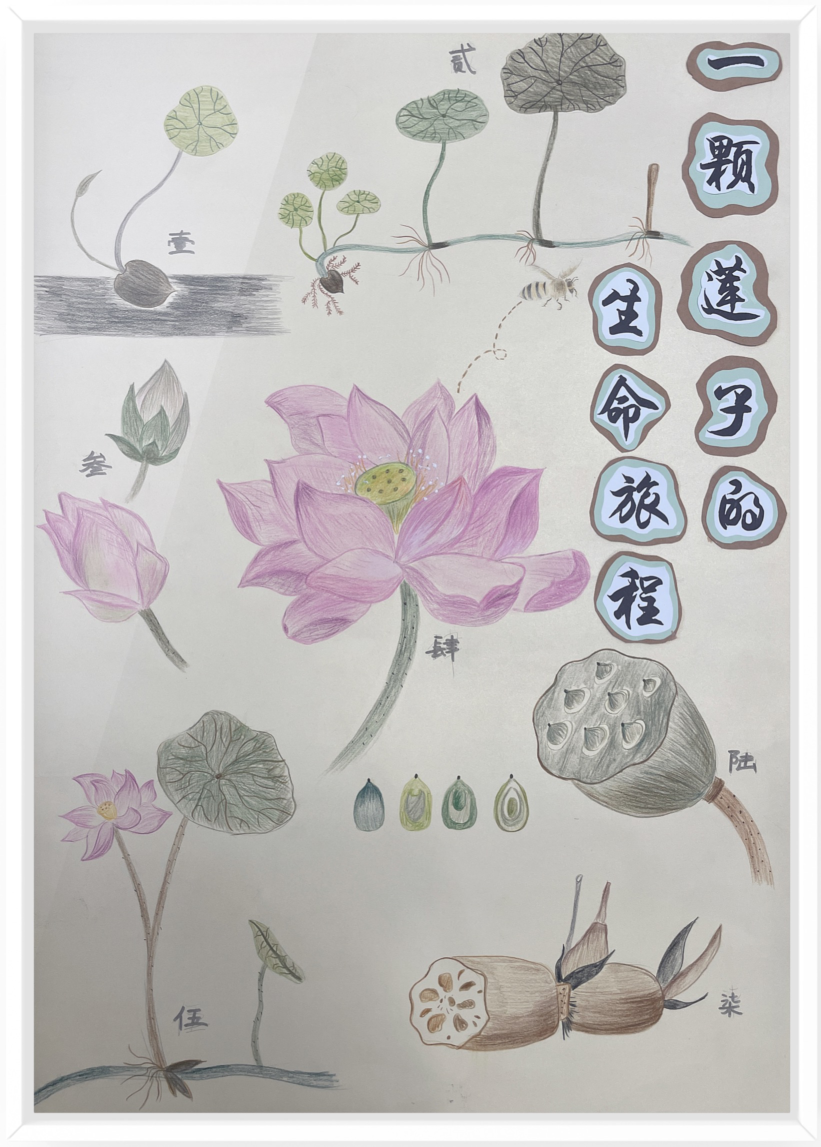 《一颗莲子的生命旅程》（作者：朱水铮、吴梦霁、张婷）.png