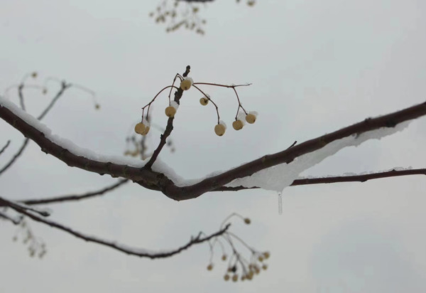 清、楝（廉）1_副本.jpg